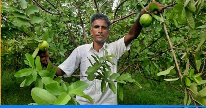 Guava farming by Praveen Singh