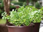 Grow coriander at home 