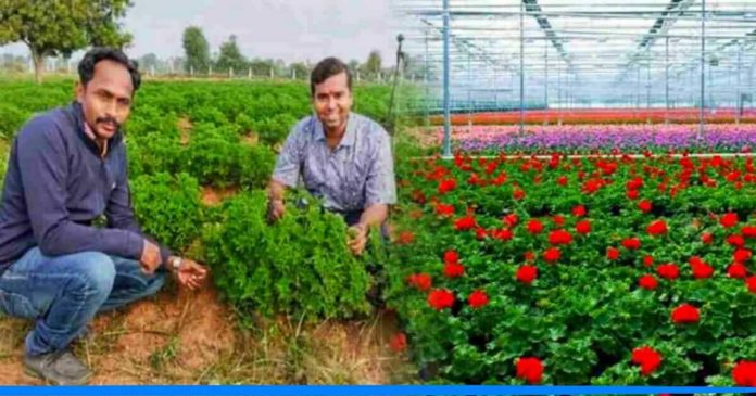 Geranium farming by shrikant bhai