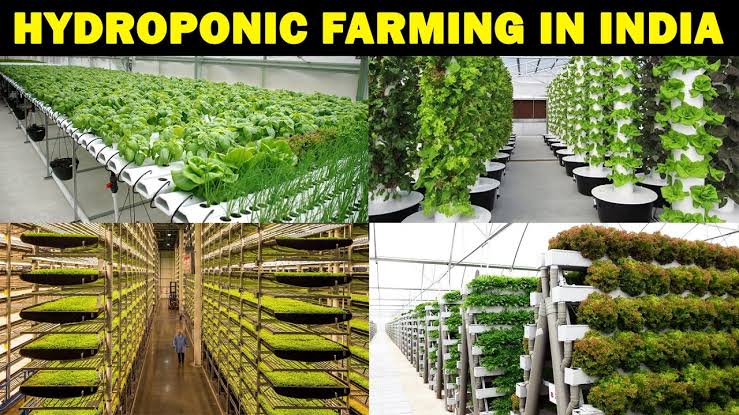  hydroponic farming 