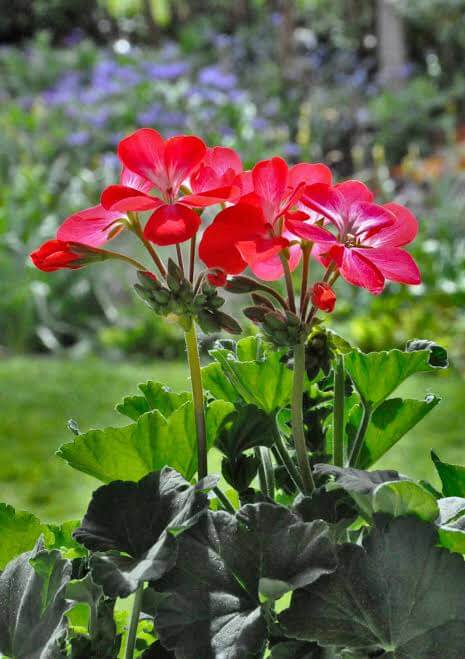 Geranium farming by shrikant bhai