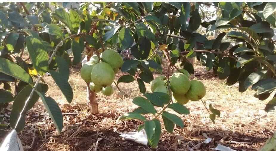 Guava farming 