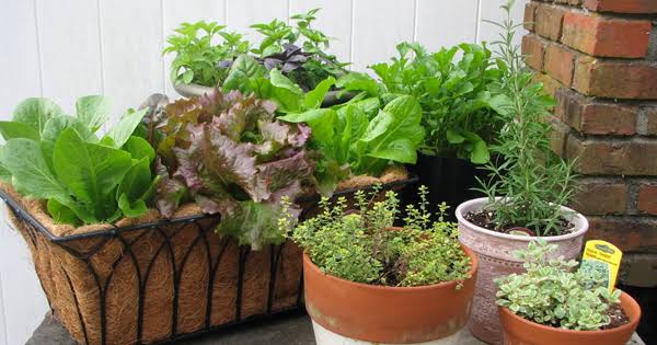 Tricks of kitchen gardening