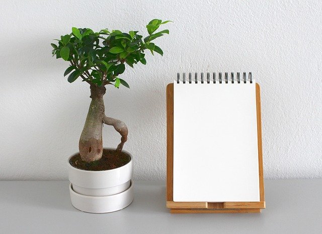 Prepare bonsai tree at home