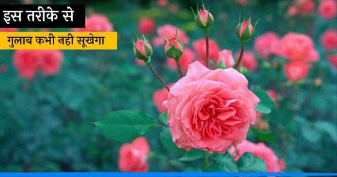 Tips to grow rose at home