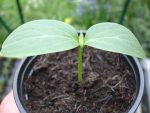 Grow cucumber at home