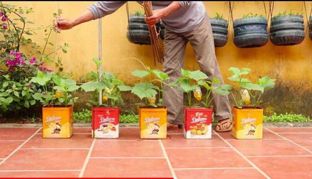 Grow cucumber at home