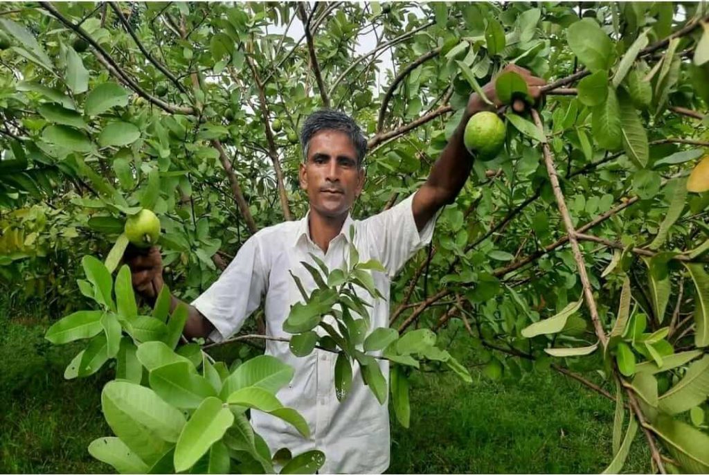 Guava farming by Praveen Singh