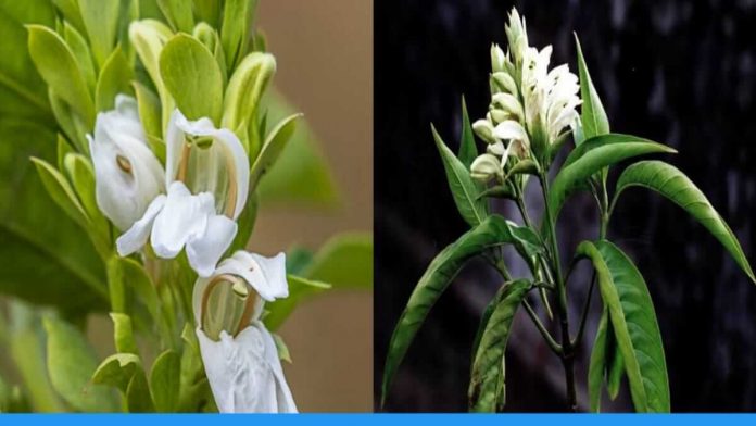 Benefits of Adusa plant rich in medicinal properties