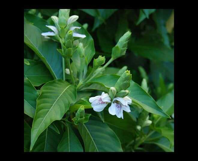 Benefits of Adusa plant rich in medicinal properties