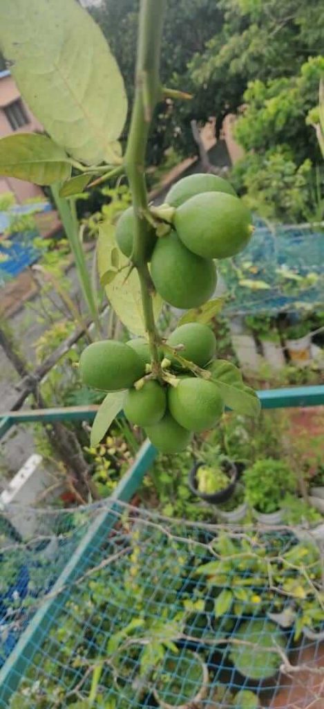 Terrace Gardening By Ashwini Gajendran, Vidyaranyapura