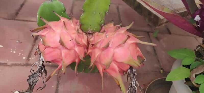 Terrace Gardening By Ashwini Gajendran, VidyaranyapuraTerrace Gardening By Ashwini Gajendran, Vidyaranyapura