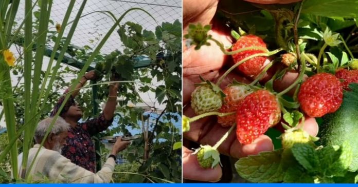 Terrace Gardening By Ashwini Gajendran, Vidyaranyapura