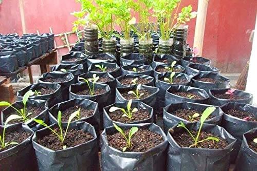 Retired Navy Officer CV Prakash Grow Turmeric in growbags by hydroponic farming method