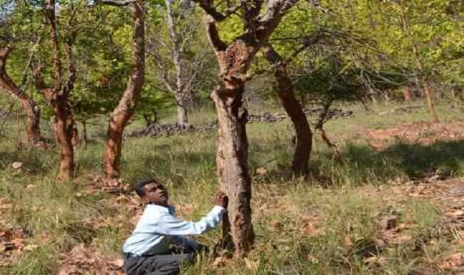 know about laughing tree of kaladhungi forest, Uttarakhand
