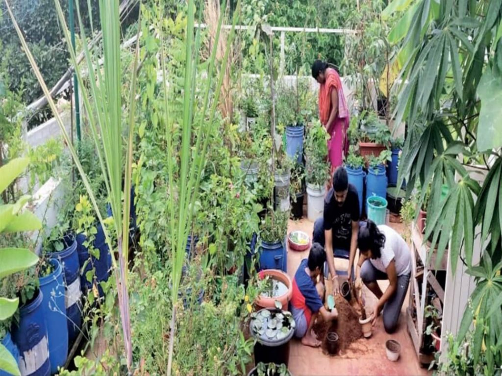 Terrace Gardening By Ashwini Gajendran, Vidyaranyapura