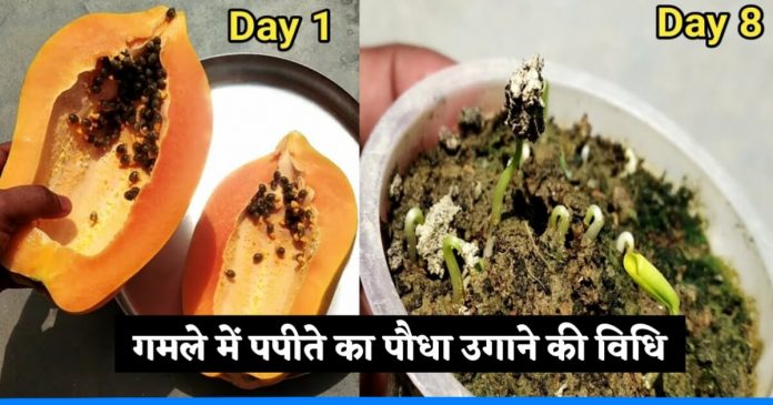 Tips to grow papaya easily at home by Gardening Expert Santosh Mehta.