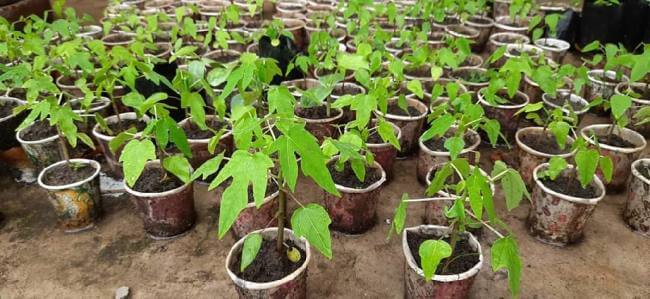 Tips to grow papaya easily at home by Gardening Expert Santosh Mehta.