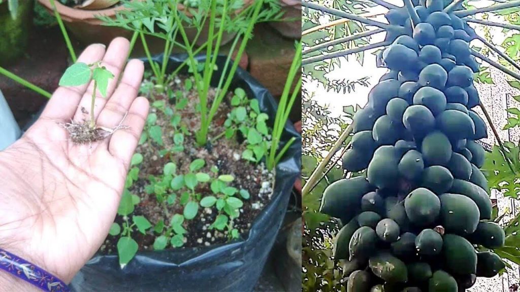 Tips to grow papaya easily at home by Gardening Expert Santosh Mehta.