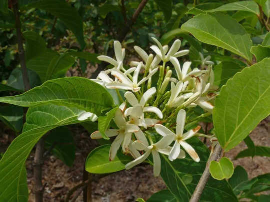use of ayurvedic plant indrajau