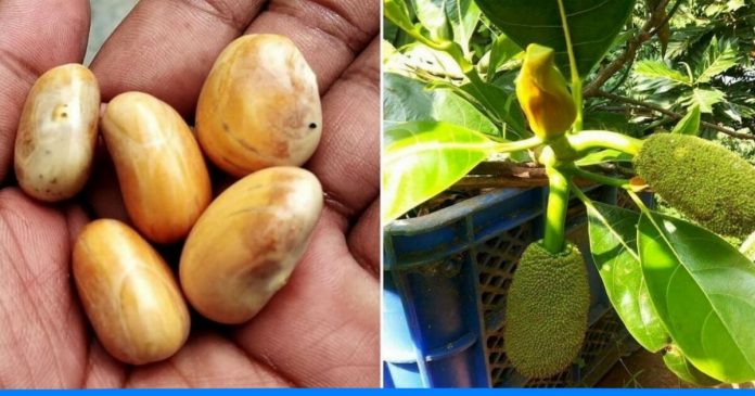 Grow Jackfruit Easily at home, Gardening, Abhijeet Prajapati