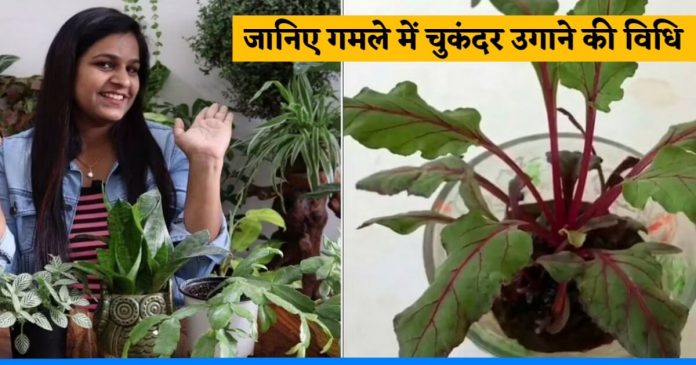 learn method to Grow beetroot easily at home