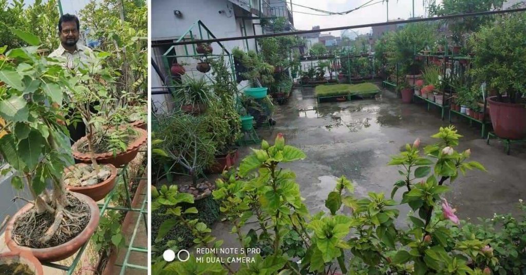 Terrace Gardenig, vegetables farming by Manoranjan Sahay, Patna, Bihar