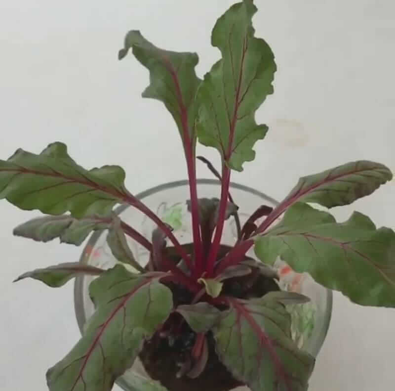 learn method to Grow beetroot easily at home