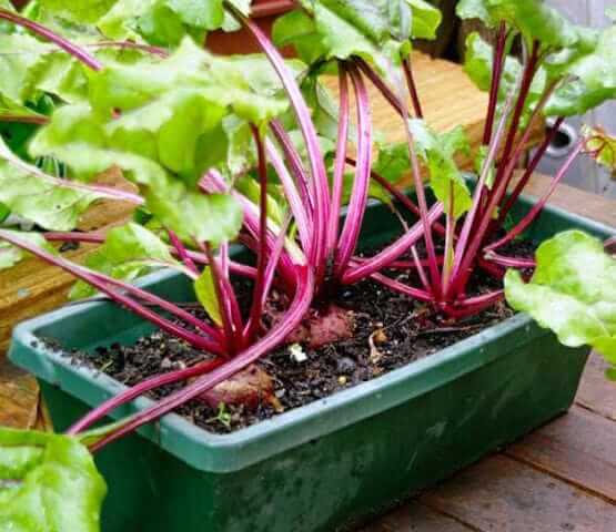 learn method to Grow beetroot easily at home