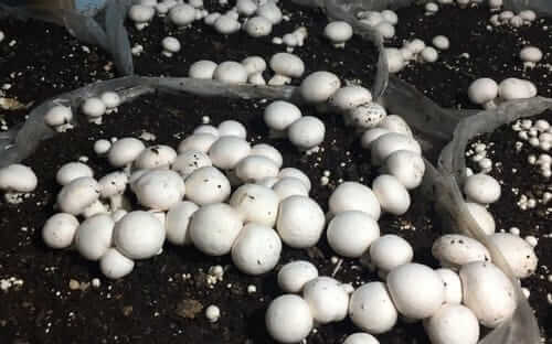 Neelofar jaan Growing Mushroom easily at home,