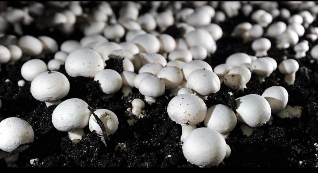 Neelofar jaan Growing Mushroom easily at home,