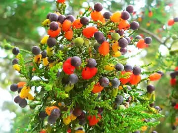 Know about tree of forty plant who gives 40 types of fruits on a single tree