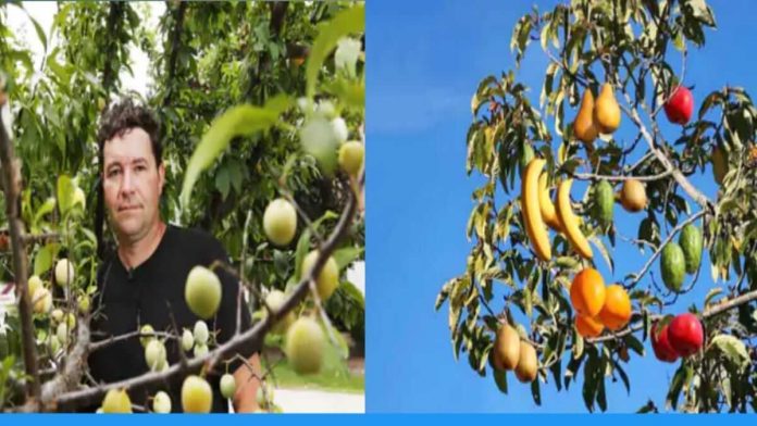 Know about tree of forty plant who gives 40 types of fruits on a single tree