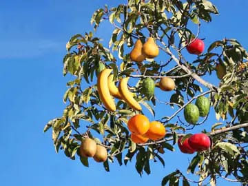 Know about tree of forty plant who gives 40 types of fruits on a single tree