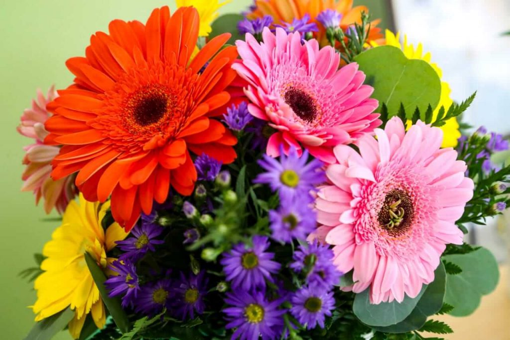 After leaving 80 lakh pakage from Britain this boy is doing gerbera flower farming