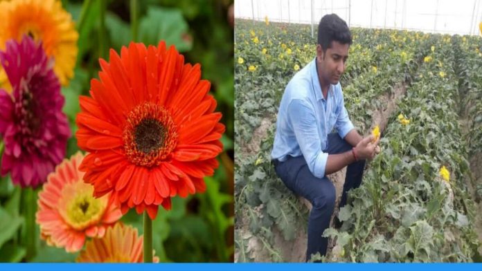 After leaving 80 lakh pakage from Britain this boy is doing gerbera flower farming