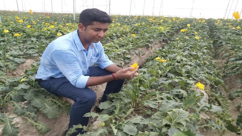 After leaving 80 lakh pakage from Britain this boy is doing gerbera flower farming