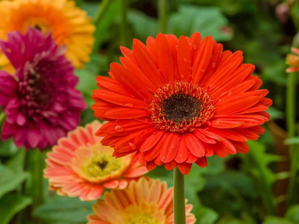 After leaving 80 lakh pakage from Britain this boy is doing gerbera flower farming