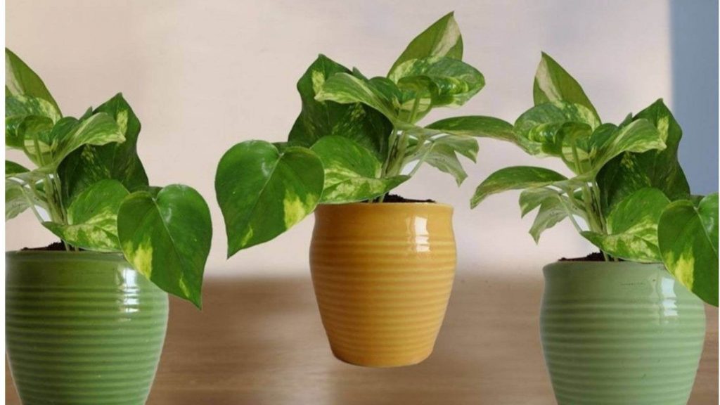 know about plants that can be grown from leaves