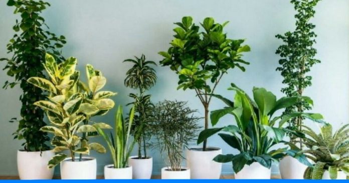 know about plants that can be grown from leaves