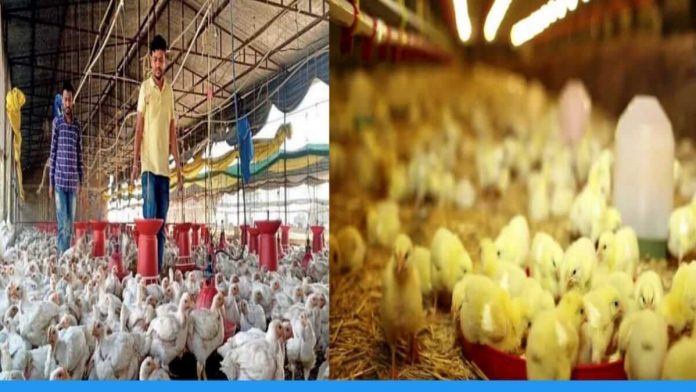 Earning through poultry farming