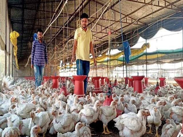 Earning through poultry farming