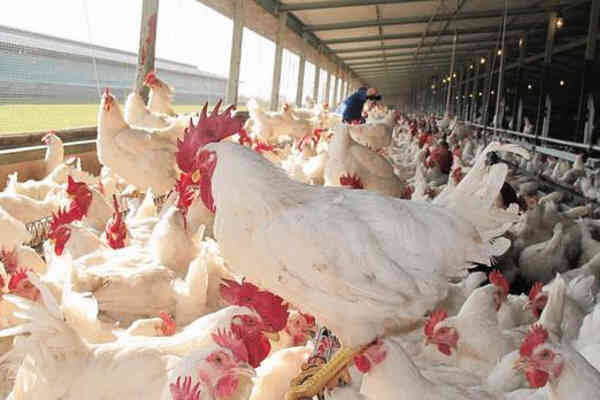 Earning through poultry farming