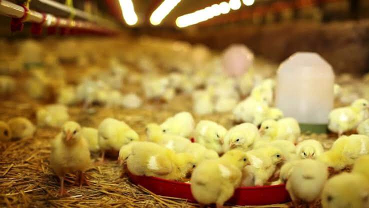 Earning through poultry farming