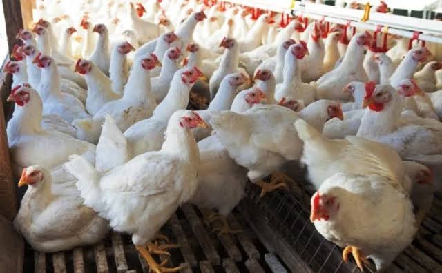 Earning through poultry farming