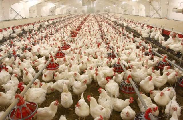 Earning through poultry farming