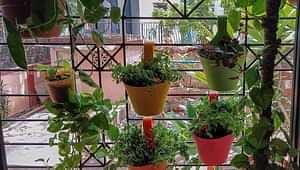 Gardening tips for small areas