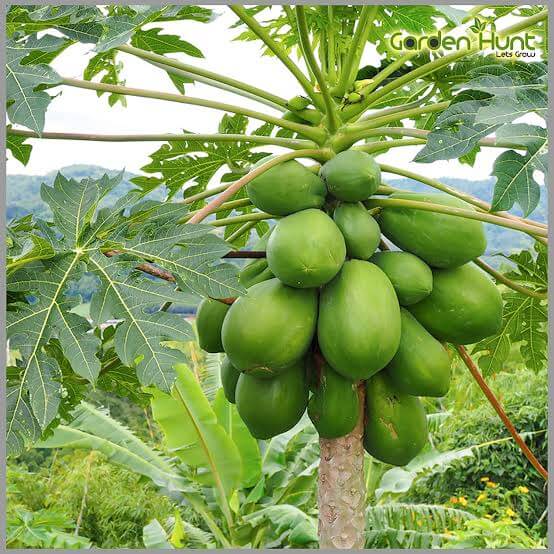 Grow papaya with these easy steps at home