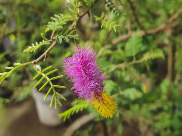 Benefits of planting Shami plant at home.