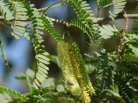 Benefits of planting Shami plant at home.